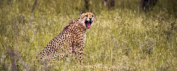 Südafrika Big 5 Gepard