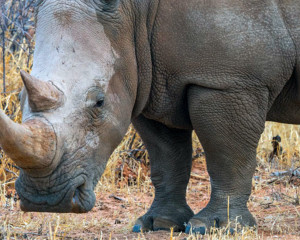 Waterberg Wilderness: Rhino Drive Nashörner