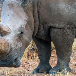 Waterberg Wilderness: Rhino Drive Nashörner
