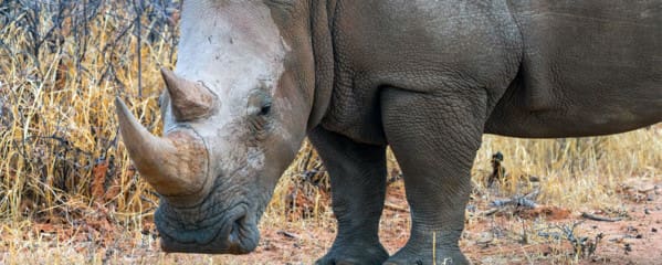 Waterberg Wilderness: Rhino Drive Nashörner