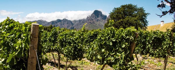 Winelands Stellenbosch Südafrika