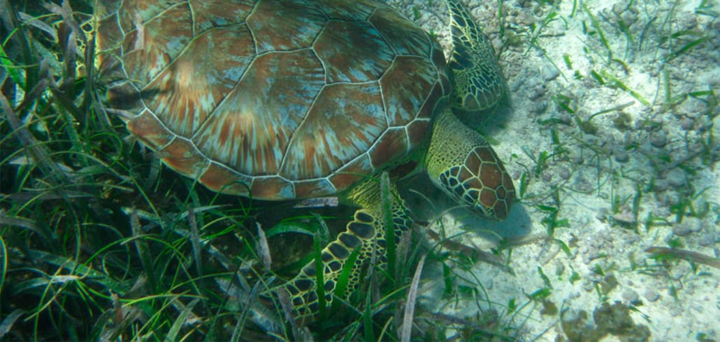 Akumal Mexiko Schildkröten