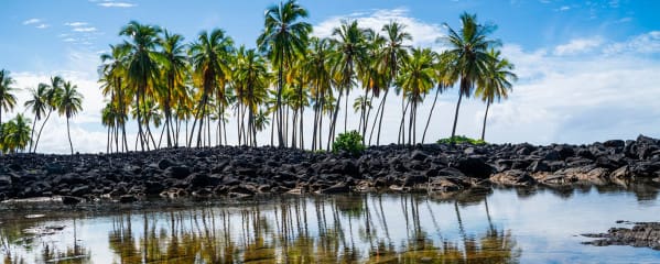 Big Island Hawaii Rundreise Palmen