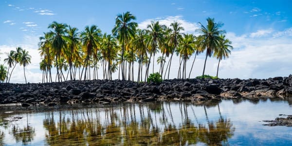 Big Island Hawaii Rundreise Palmen