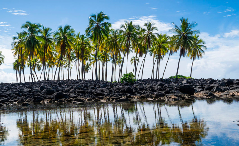 Big Island Hawaii Rundreise Palmen