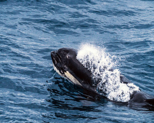 Bremer Bay Australien Orcas