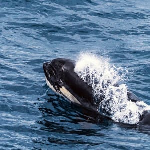 Bremer Bay Australien Orcas