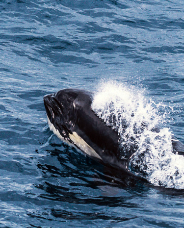 Bremer Bay Australien Orcas