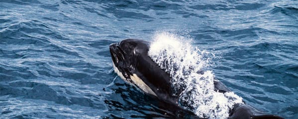 Bremer Bay Australien Orcas