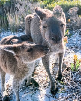 Cape le Grand Lucky Bay Westaustralien