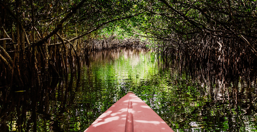 Everglades Florida Kajakfahren