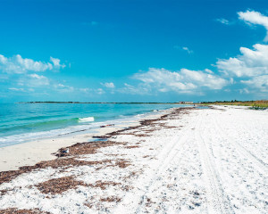 Florida Caladesi Island Strand Clearwater St. Petersburg Sehenswürdigkeiten