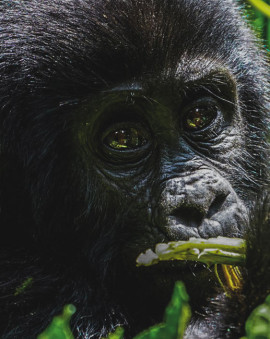Gorilla Trekking Uganda Erfahrung und Tipps