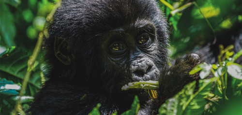 Gorilla Trekking Uganda Erfahrung und Tipps