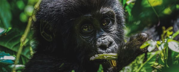 Gorilla Trekking Uganda Erfahrung und Tipps