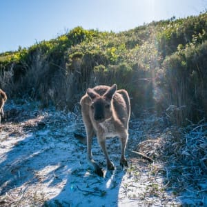 Cape Le Grand National Park / Lucky Bay