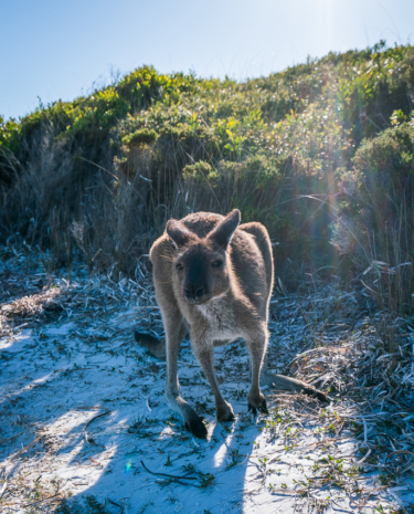Cape Le Grand National Park / Lucky Bay