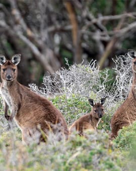 Kangaroo Island Südaustralien