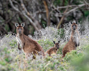 Kangaroo Island Südaustralien