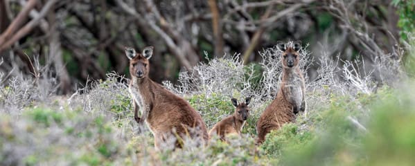 Kangaroo Island Südaustralien