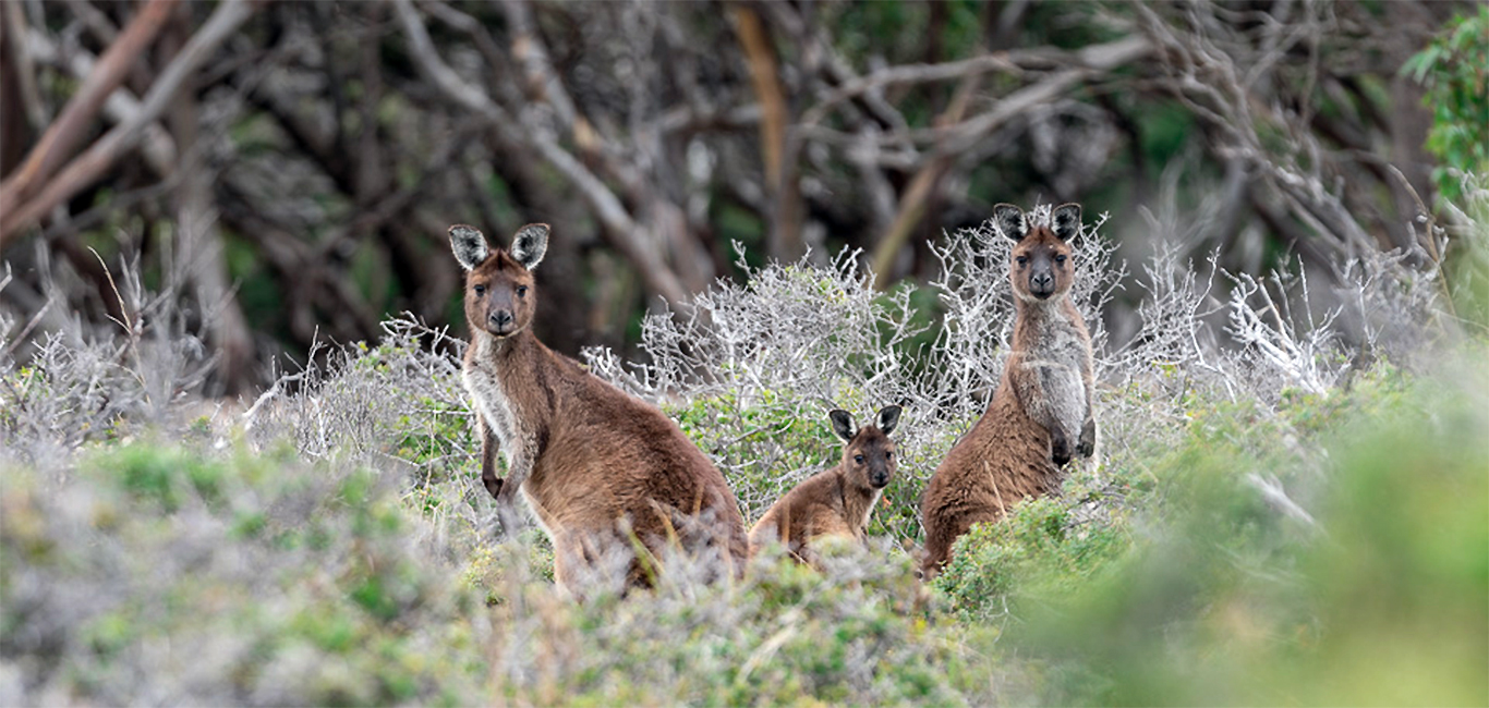Kangaroo Island Südaustralien