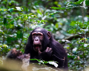 Kibale Uganda Schimpanse