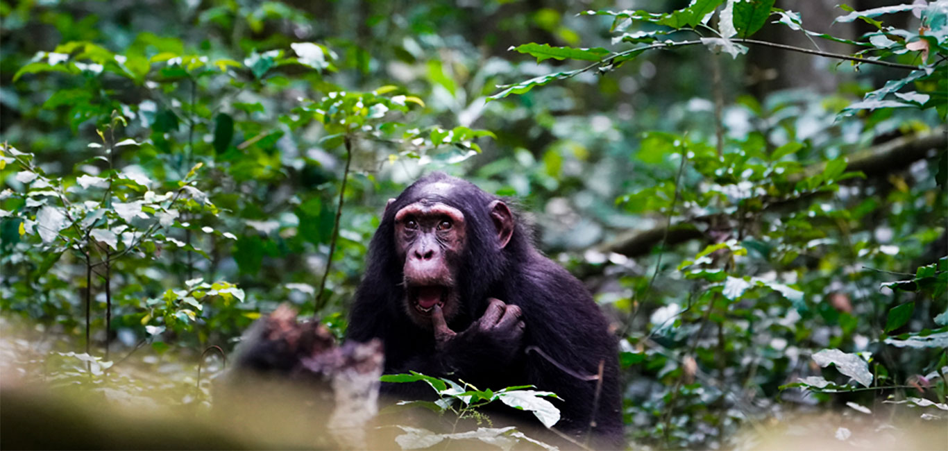 Kibale Uganda Schimpanse
