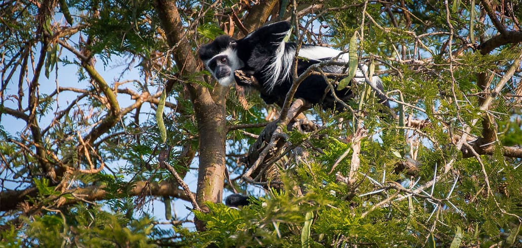 Murchison Falls Nationalpark Uganda Schwarzweißer Stummelaffe