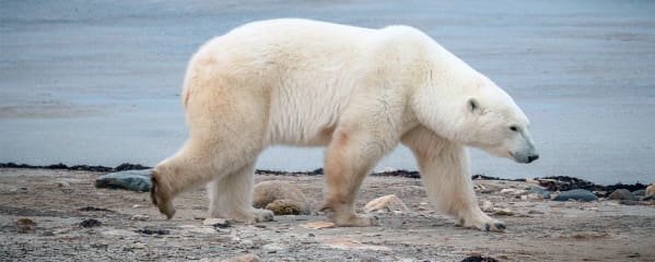 Churchill Manitoba Eisbären