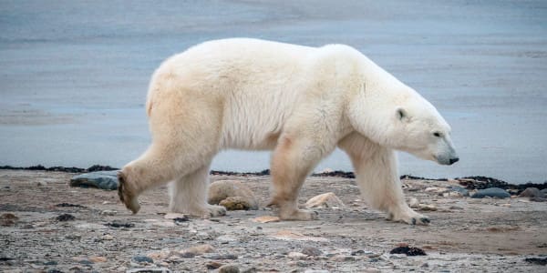 Churchill Manitoba Eisbären