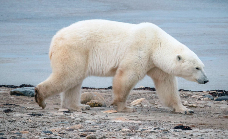 Churchill Manitoba Eisbären