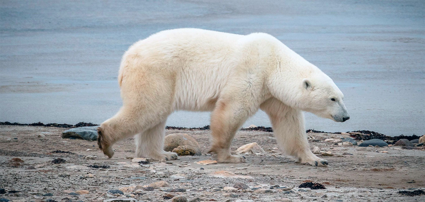 Churchill Manitoba Eisbären