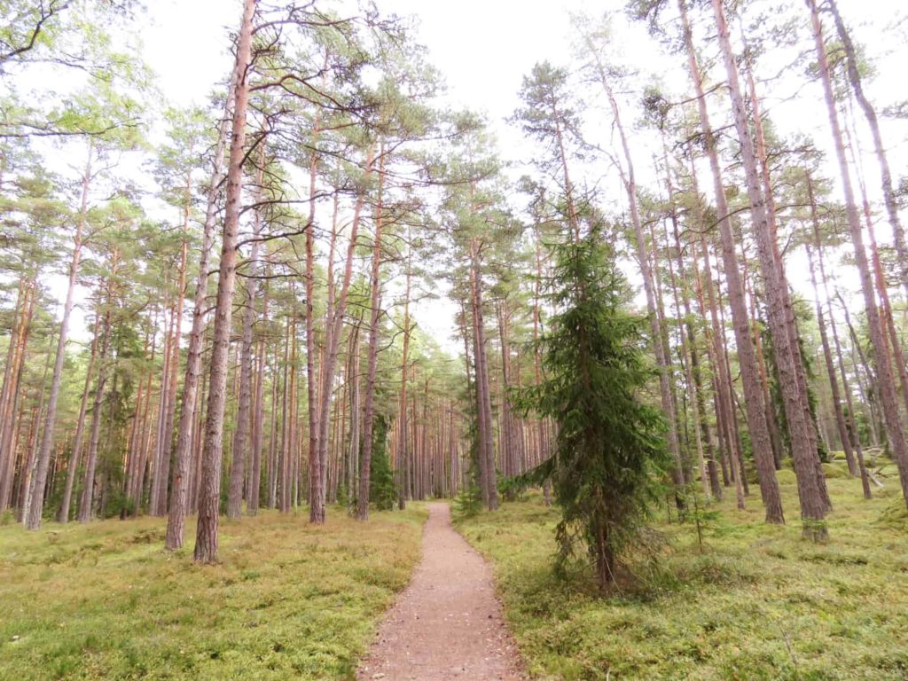 Wanderwege im Laheema Nationalpark in Estland