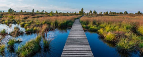 Hohes Venn Hochmoor Belgien