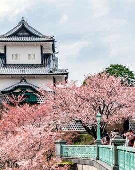 Kirschbluete Japan Hanami Wann und TIpps