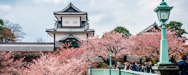 Kirschbluete Japan Hanami Wann und TIpps