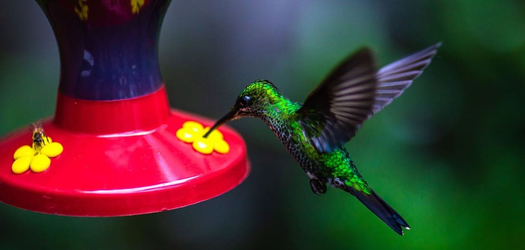 Beste Reisezeit Costa Rica Kolibri Monteverde