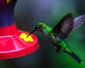 Beste Reisezeit Costa Rica Kolibri Monteverde