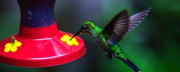 Beste Reisezeit Costa Rica Kolibri Monteverde