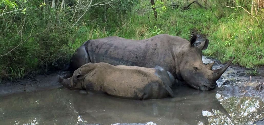 Mkhaya Game Reserve in Eswatini