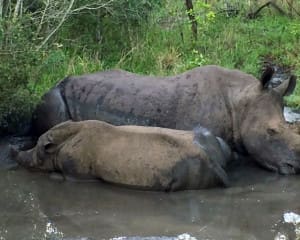 Mkhaya Game Reserve in Eswatini