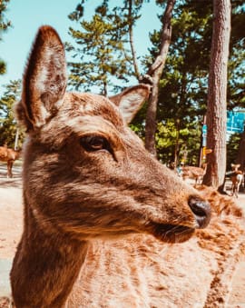 Nara Japan 1 Tag Tipps & Highlights