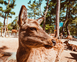 Nara Japan 1 Tag Tipps & Highlights