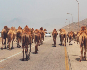 Oman Rundreise Reisebericht