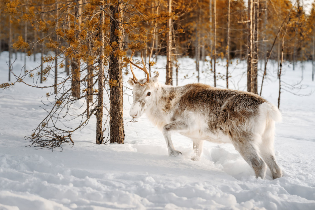 Finnland Im Winter: 1 Woche Urlaub In Iso-Syöte (Lappland) 87 87 - Viel-Unterwegs.de