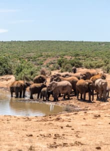 Elefanten scharen sich um eines der Wasserlöcher im Addo Elephant Park. So schön!