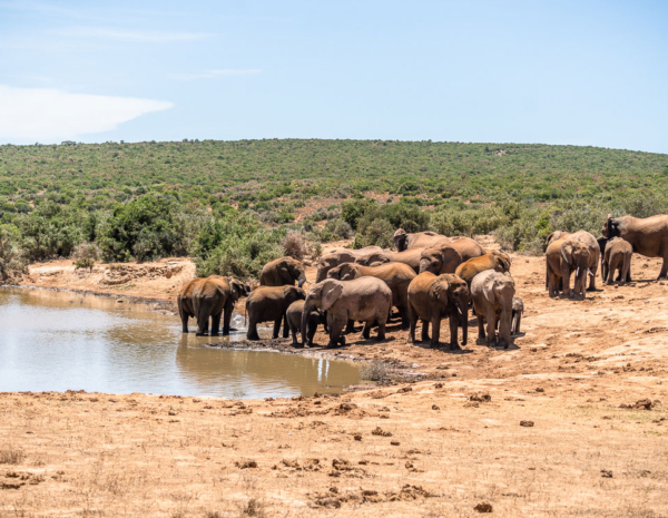 Elefanten scharen sich um eines der Wasserlöcher im Addo Elephant Park. So schön!