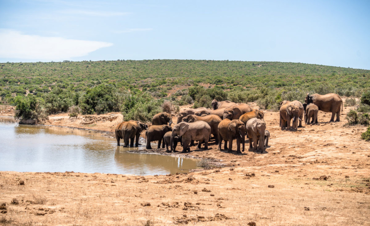 Elefanten scharen sich um eines der Wasserlöcher im Addo Elephant Park. So schön!