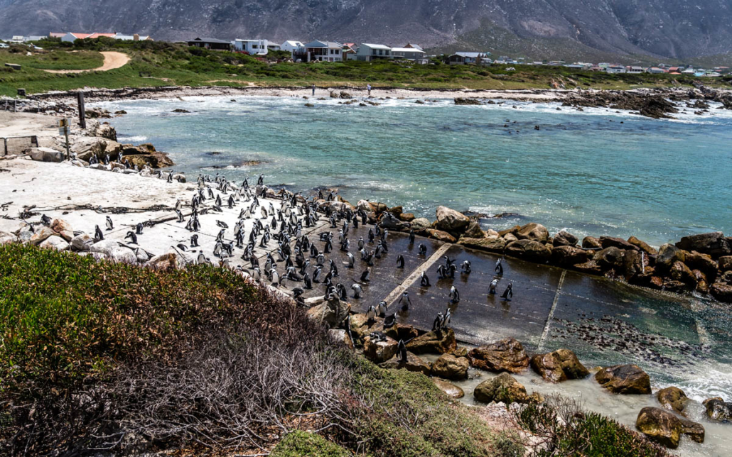 Pinguine in Bettys Bay Garden Route Südafrika