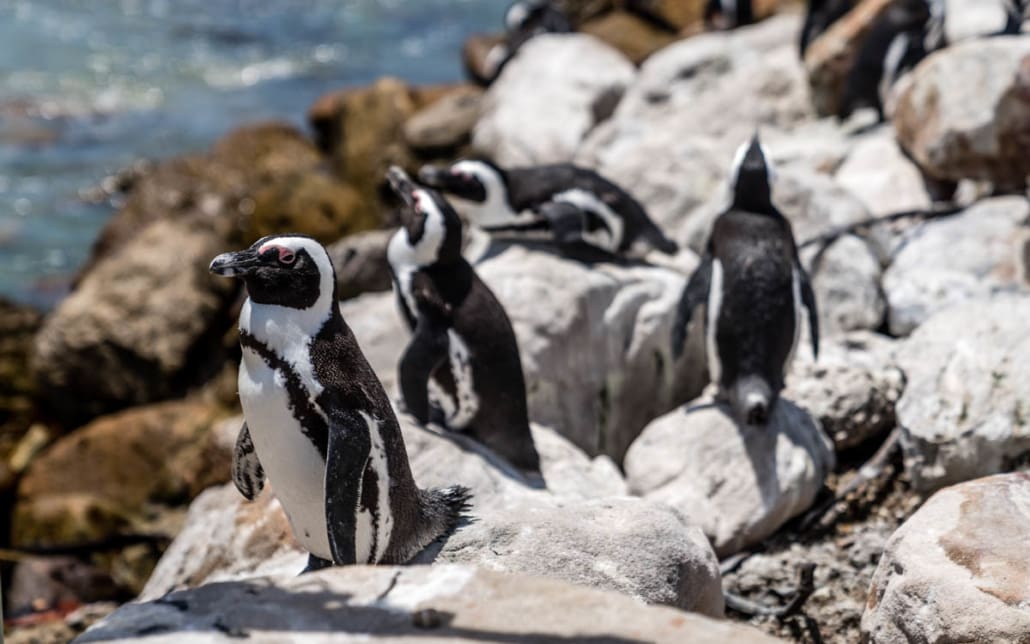 Pinguine Bettys Bay Südafrika